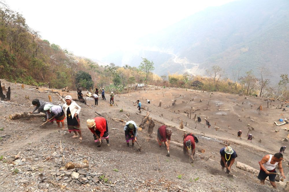 Citizen of Kezoma Village's Yohotsomi B Khel sow millet on a 2-hectare jhum field on March 12. The sowing is part of  millet cultivation demonstration under National Food Security Mission 2024-2025. (Morung Photo)